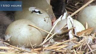 A swan nest hatching [upl. by Imefulo]