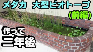 【前編】植物が育つ育つ！ メダカの大型ビオトープの２年後！＃メダカ＃ビオトープ [upl. by Adnawuj]