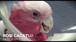 CAP 142 VETERINARIO DE AVES TRATAMIENTO DEL PICAJE Automutilación en cacatúas [upl. by Novaelc]