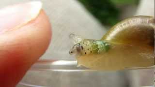 Slak met parasiet Snail with parasite too [upl. by Nalahs]