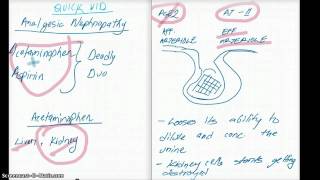 WHAT IS ANALGESIC NEPHROPATHY [upl. by Asillem]