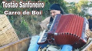 Tostão Sanfoneiro Carro de Boi [upl. by Eluj883]