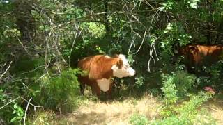 Raising Miniature Herefords and crossbred Red Angus amp Red Lowline [upl. by Akerue]