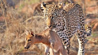 Duiker Shouts For Help As Leopard Plays With It [upl. by Sairu]