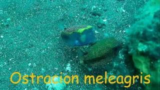 Ostracion meleagris Spotted box fish [upl. by Ttelrats]