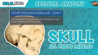 Skull Anatomy  With Labels Updated Version [upl. by Eulalee]