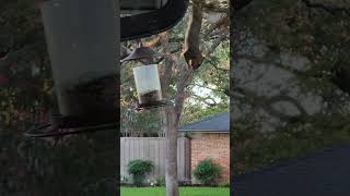 One of our very resourceful squirrels raiding the bird feeder [upl. by Rasia]