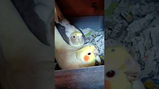 Cockatiels breeding mood shorts cockatiel trending [upl. by Benoite]