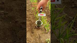 Unique agriculture technology assam127 farming assamfarmer agriculturaltechnology yt ytshorts [upl. by Enimzzaj]