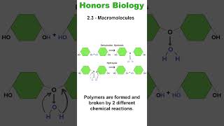 Honors Bio  23 Dehydration Synthesis and Hydrolysis biology biochemistry [upl. by Phare]