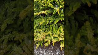 Chamaecyparis obtusa Fernspray Gold Golden Hinoki Cypress conifers japanesegardens plants [upl. by Rollet322]