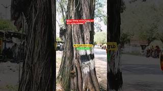 சீமை கருவேல் Save plants till life Prosopis juliflora explorenaturesworldshortvideo [upl. by Niawat]