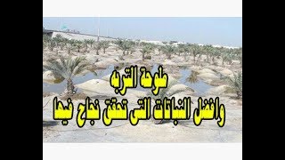 ملوحة التربه وافضل النباتات التى تحقق نجاح فيها [upl. by Adna478]