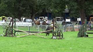 Shetland Pony Jumping Agricultural Show Perth Perthshire Scotland [upl. by Hurty]