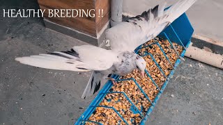 KEEP YOUR PIGEON CHICKS HEALTHY  SUPER IMMUNITY FOR BABY PIGEONS [upl. by Neillij]