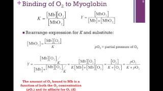 025Binding Affinity of Mb [upl. by Gaston]