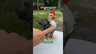 Chicken Hypnosis Why They Freeze When You Draw a Line ChickenFacts Science  SGK English [upl. by Breena836]