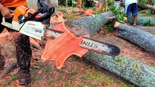 beautiful red wood swietenia mahogany tree cutting with STIHL MS 881 [upl. by Scott]