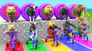 Paint Animals Long Slide Game Cow Elephant Dog Gorilla Lion  Fountain Crossing Transformation [upl. by Humo]