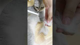 Best Brush for British Shorthair Coat aumuca aumucapetbrush catmom cat pets catlover fy [upl. by Adihsaar]