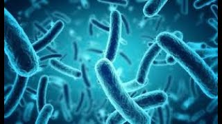 Epidemiological Characteristics of Carbapenem Resistant Escherichia coli Clinically Isolated from a [upl. by Portingale]