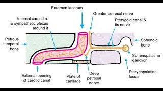 Structures that pass through the Foramen lacerum [upl. by Astrea993]