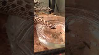 This is how hognose snakes drink water [upl. by Cirderf]