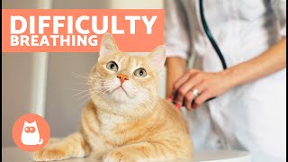 My CAT Has DIFFICULTY BREATHING 🐱 Causes and Solutions [upl. by York923]