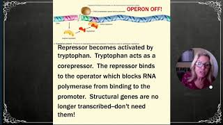 APBio Ch13 Pt1 Regulation of Gene Expression  Prokaryotes [upl. by Stover]