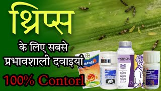 Thrips Control insecticides  Greenhouse Thrips Control  थ्रिप्स सबसे प्रभावशाली दवाइयां  PC Verma [upl. by Nuzzi728]