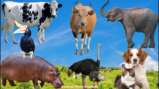 Animal Adventure Cow Elephant Hippo Ostrich Dog Cat Rhinoceros Horn  Animal Videos [upl. by Therron]