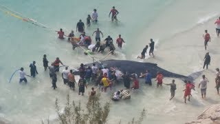 quotRESGATE EMOCIONANTEquot DE UMA BALEIA JUBARTE NA PRAIA GRANDE EM ARRAIAL DO CABO RJ BRASIL [upl. by Bay178]