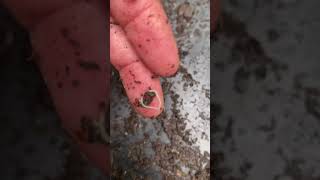 Video 38 White Pot Worms  These are often mistaken for baby compost worms worms potworms [upl. by Otreblig]