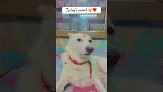 Nind aarhi h soyi soyi karlu kya 😴😢💯trending funny shorts dog [upl. by Elvie]