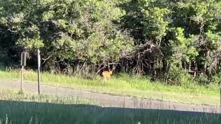 Video of Morefield Campground  Mesa Verde National Park CO from Steve C [upl. by Nylassej]