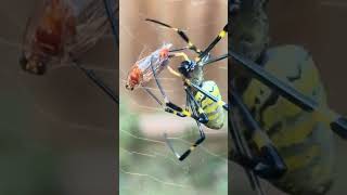 Trichonephila clavata Jorospider spinning her prey [upl. by Aryajay]