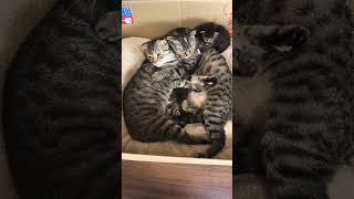 Stages of mating in cats Beautiful video [upl. by Bartko140]