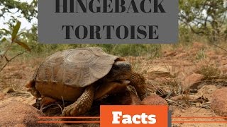 OMNIVOROUS HINGEBACK TORTOISE  FACTS [upl. by Semreh]