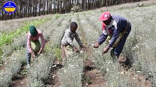 Pyrethrum Farming in Nyandarua County Kenya [upl. by Budge]