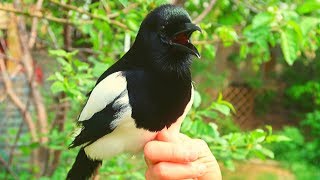 Did you know that Magpies can Talk [upl. by Seldun]