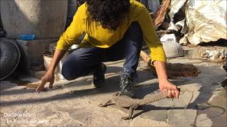 Monitor lizard विषखोपड़ा Wildlife amp Reptile Rescue Release Video [upl. by Atilol]