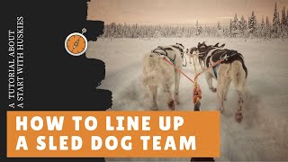 Mushing  How to line up a sled dog team [upl. by Burl]