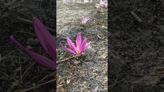 Colchicum montanum L quitameriendas 22924 [upl. by Orlosky150]