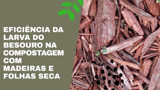 compostagem de folhas secas e madeiras [upl. by Nero]