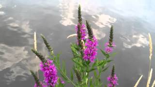 Flowers River Clouds [upl. by Ahsaz]