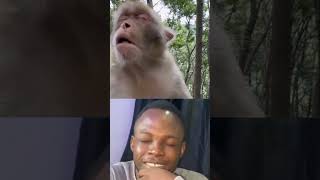 Monkey eating onions vs reaction 😂 monkey viralshorts trending subscribe [upl. by Phio465]