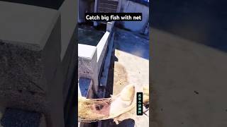 Catch big fish with net fishinglife fishtank fisherman fishvideo river aquarium catfish fish [upl. by Ettenyl]