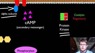 Signal Transduction Pathways [upl. by Anastassia]