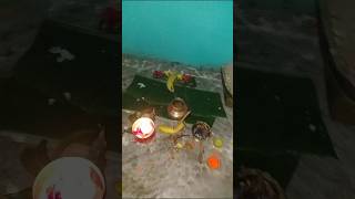 kharna puja🙏🙏❣️ hath jodi karila binatiyamaiya hoyi haa sahay🙏🙏shorts [upl. by Hahseram358]