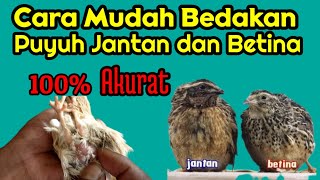 CARA MEMBEDAKAN BURUNG PUYUH JANTAN DAN BETINA [upl. by Yellah]